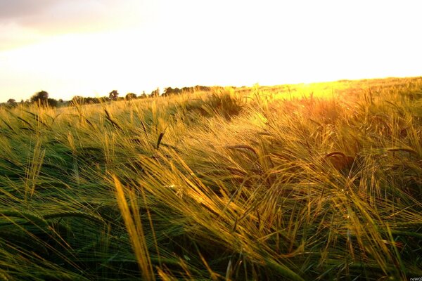 Épis d été dans le paysage de champ