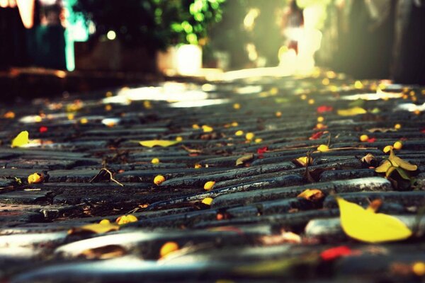 Camino en otoño con hojas en el sol