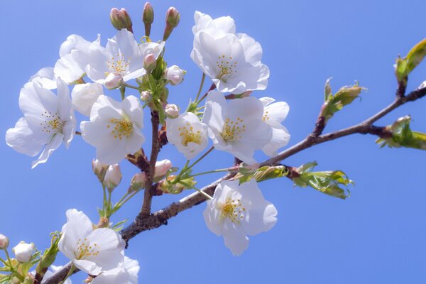 Flores de cerezo en flor contra el cielo azul