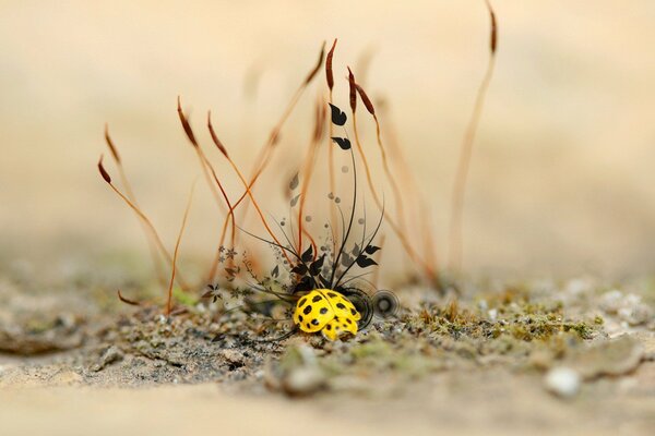 Coccinelle jaune dans des conditions naturelles