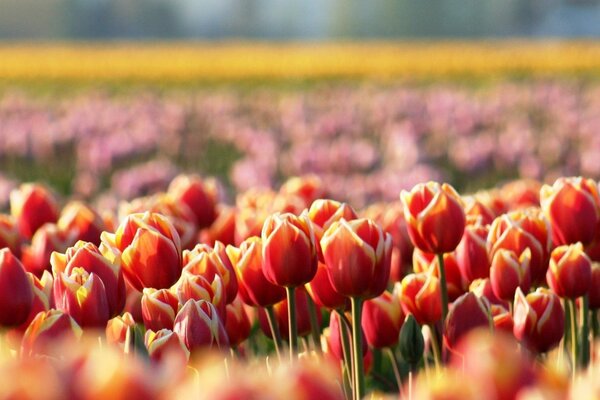 Multicolored tulip field in spring