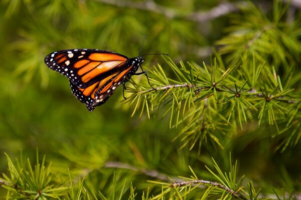 Mariposa tigre en una rama de abeto