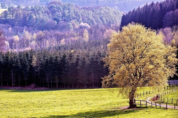 Autumn tree near the road on the background of mountains