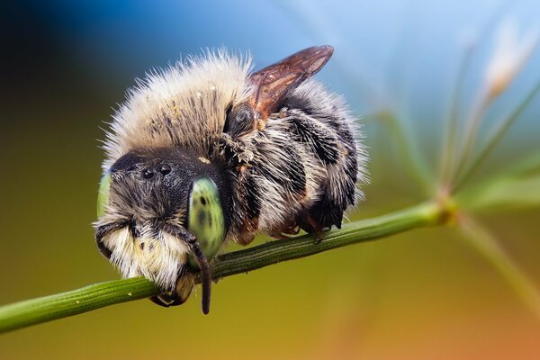 Shaggy bumblebee on blooming hops