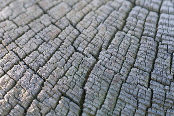 The texture of the tree on closer inspection