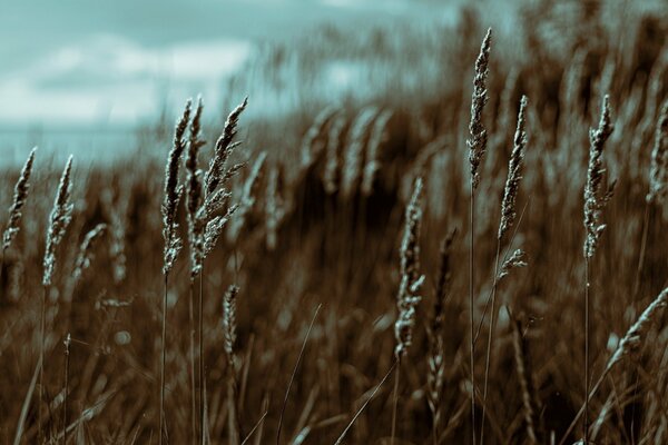 Macro photography of field crops