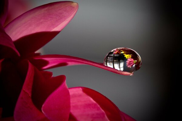 Reflet des fleurs dans une goutte de rosée