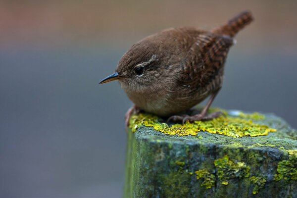 Gros plan de tir oiseau hiver urticaire