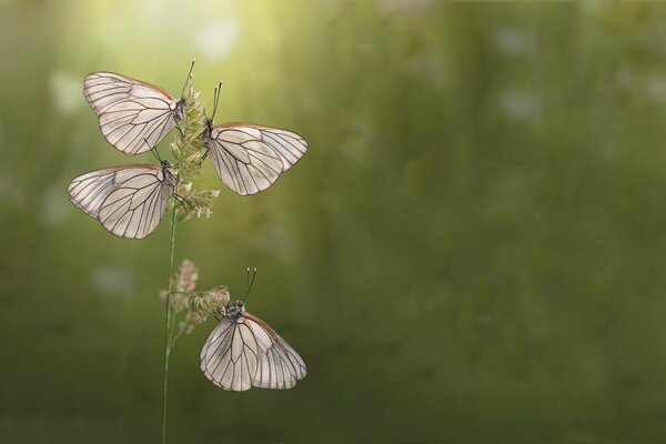 Butterflies gathered on a blade of grass