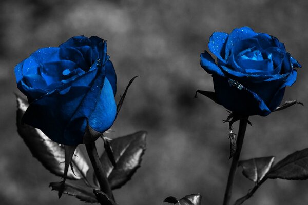 Roses bleues avec des pétales noirs