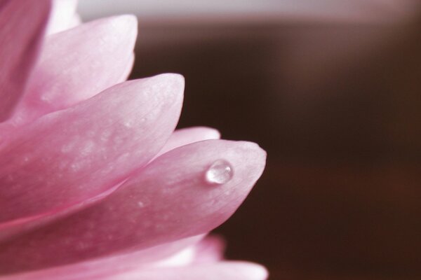 Macro photo of pink flower petals with a dewdrop