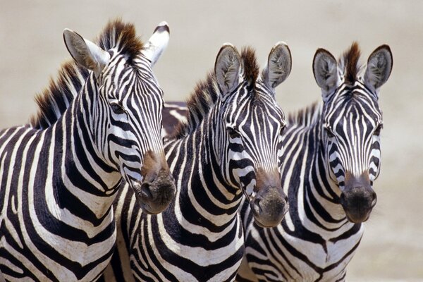 Tres cebras animales en blanco y negro