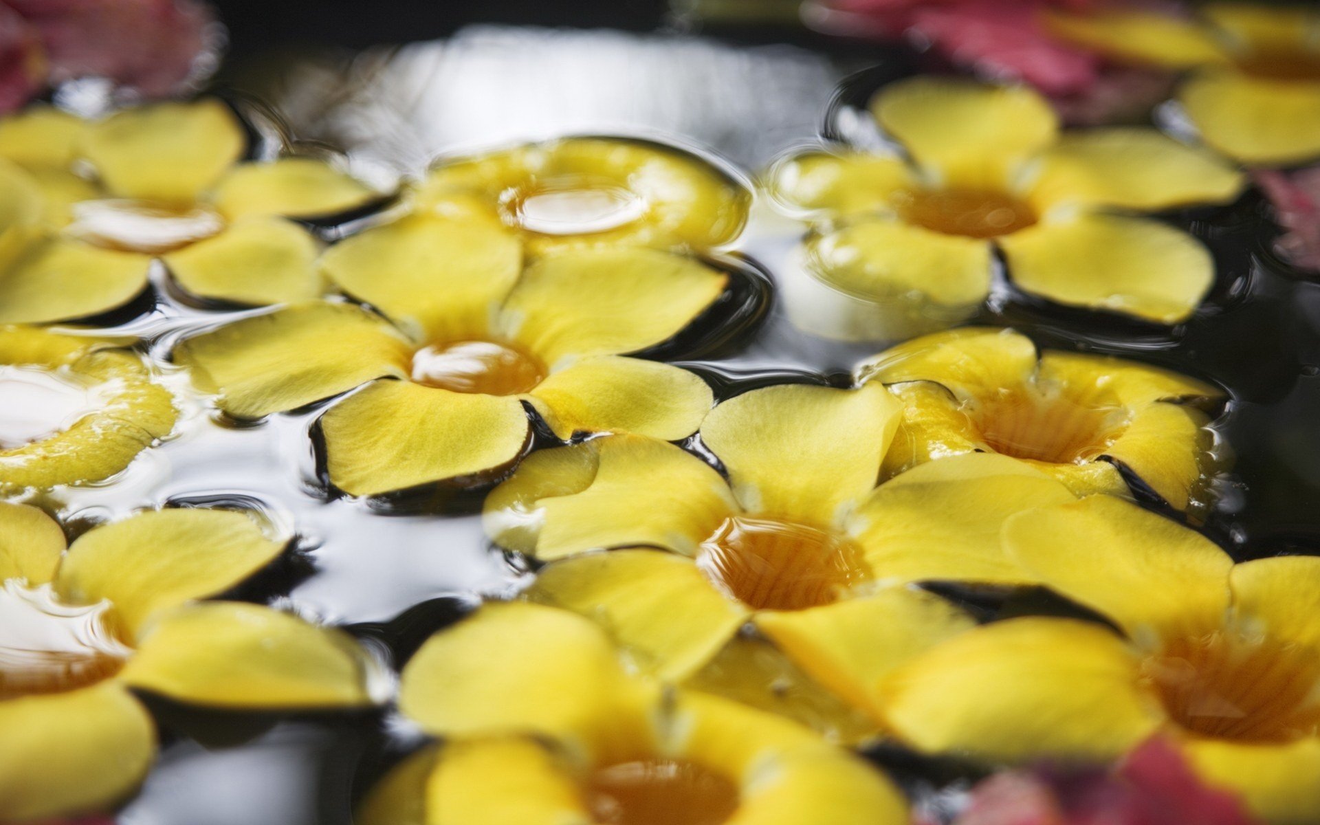 flowers on the water flowers yellow small macro