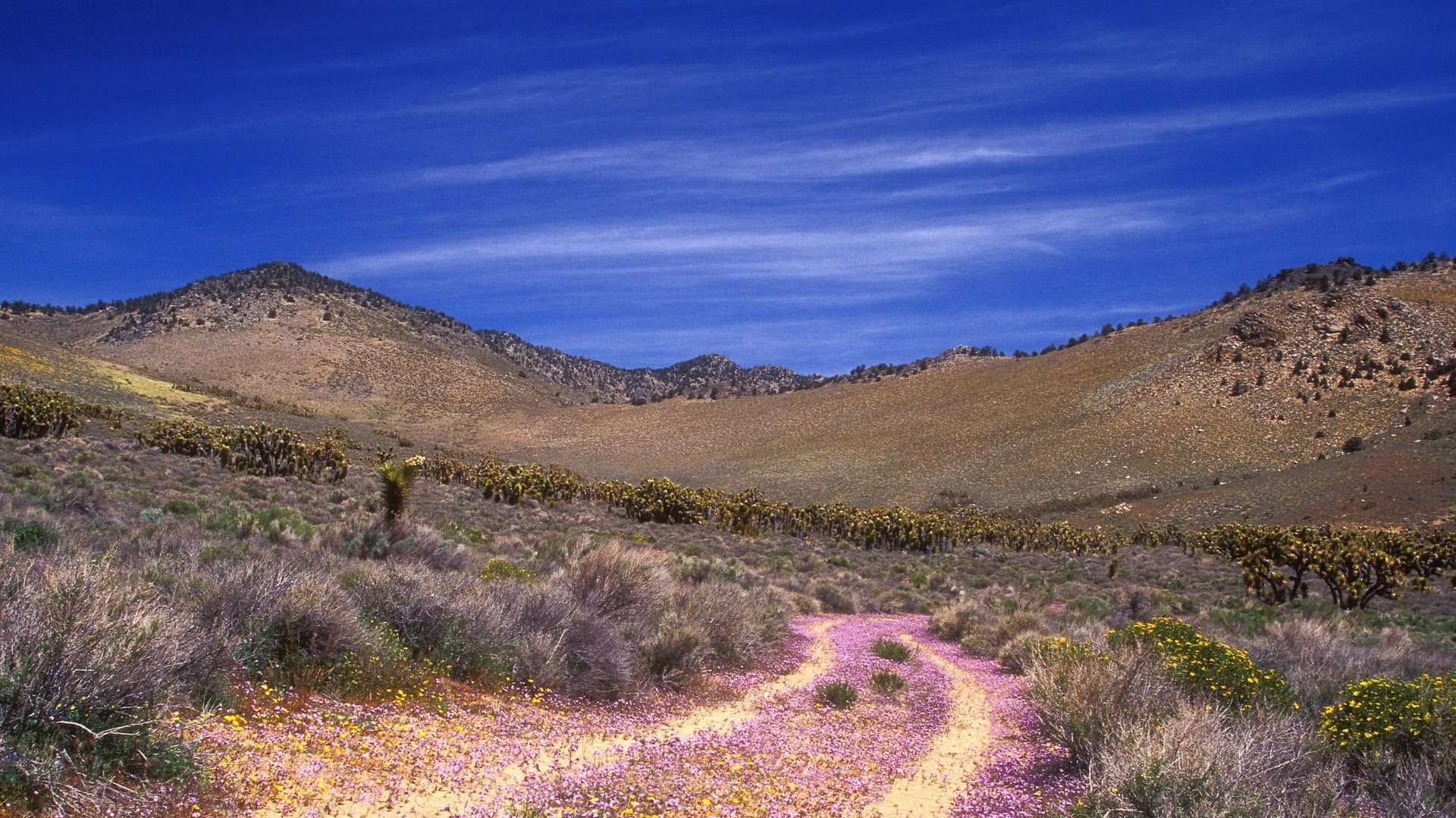 bright sky pink track desert the sky mountains water