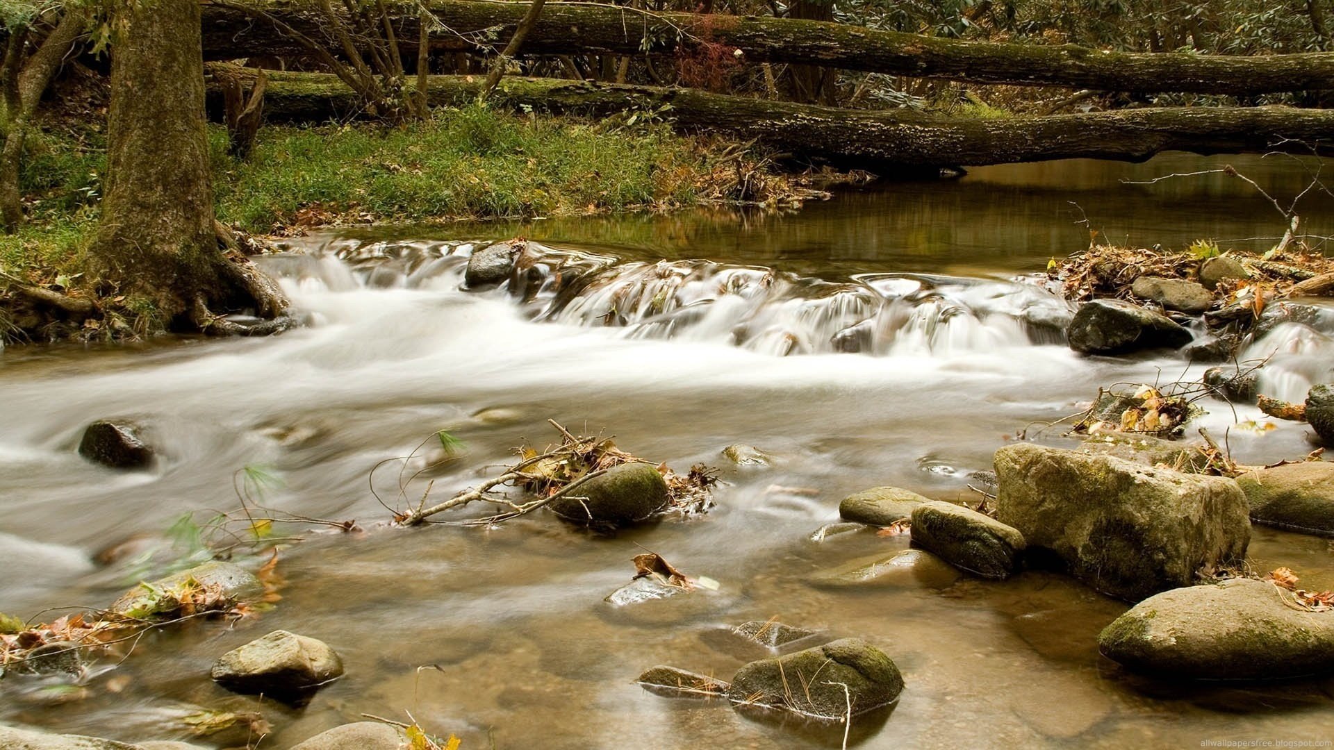 the brook of the mountains cold water stones stream river trunks trees nature for water