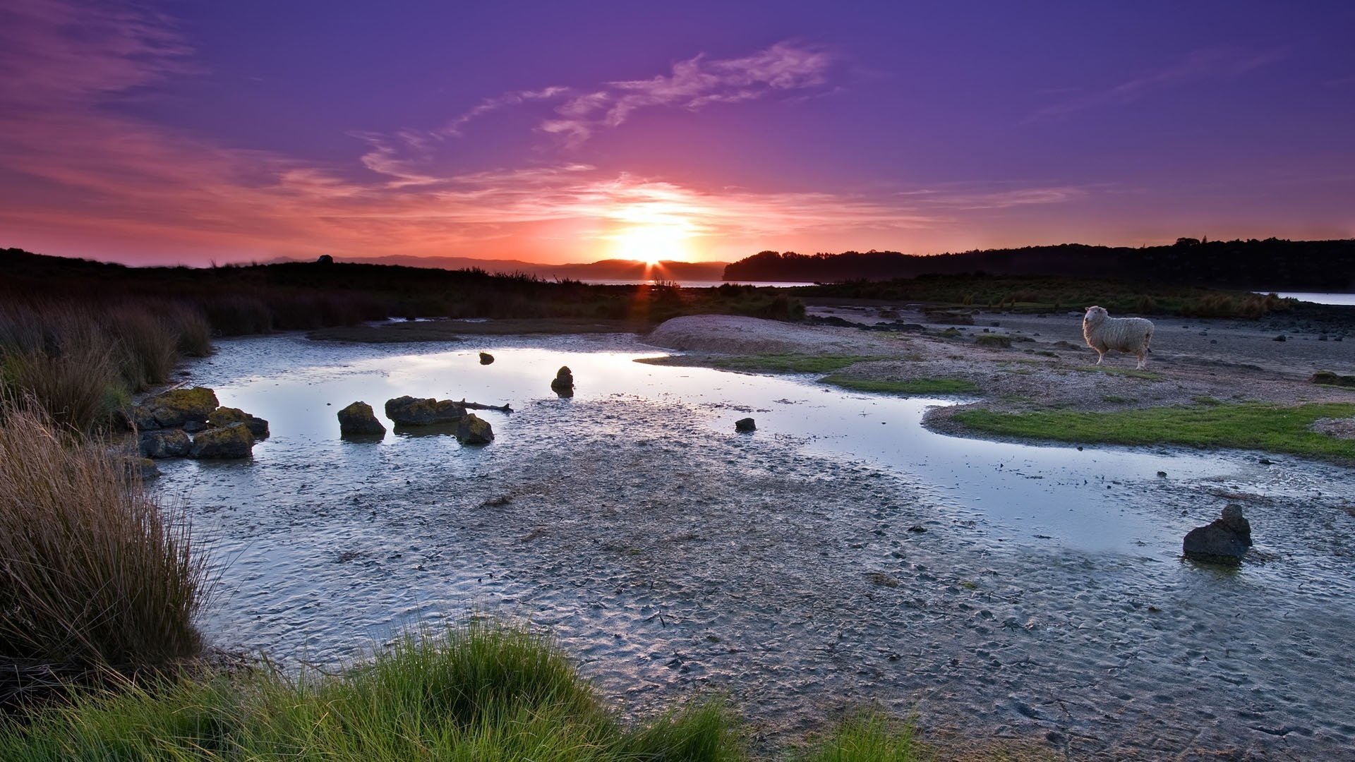 seichter fluss widder sandküste tier sonnenuntergang wasser himmel abend fliederhimmel gras landschaft natur steine sumpfiges gelände