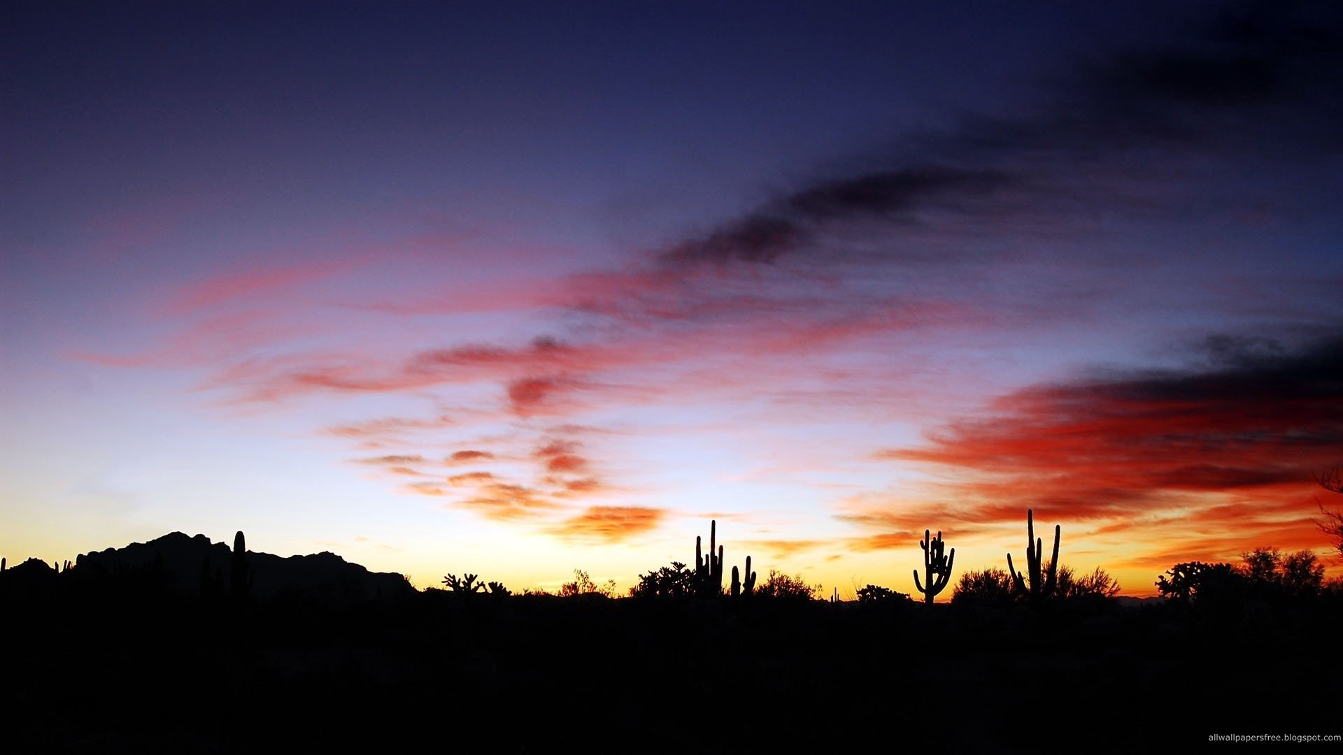 ombra di cactus crepuscolo cespugli tramonto cielo