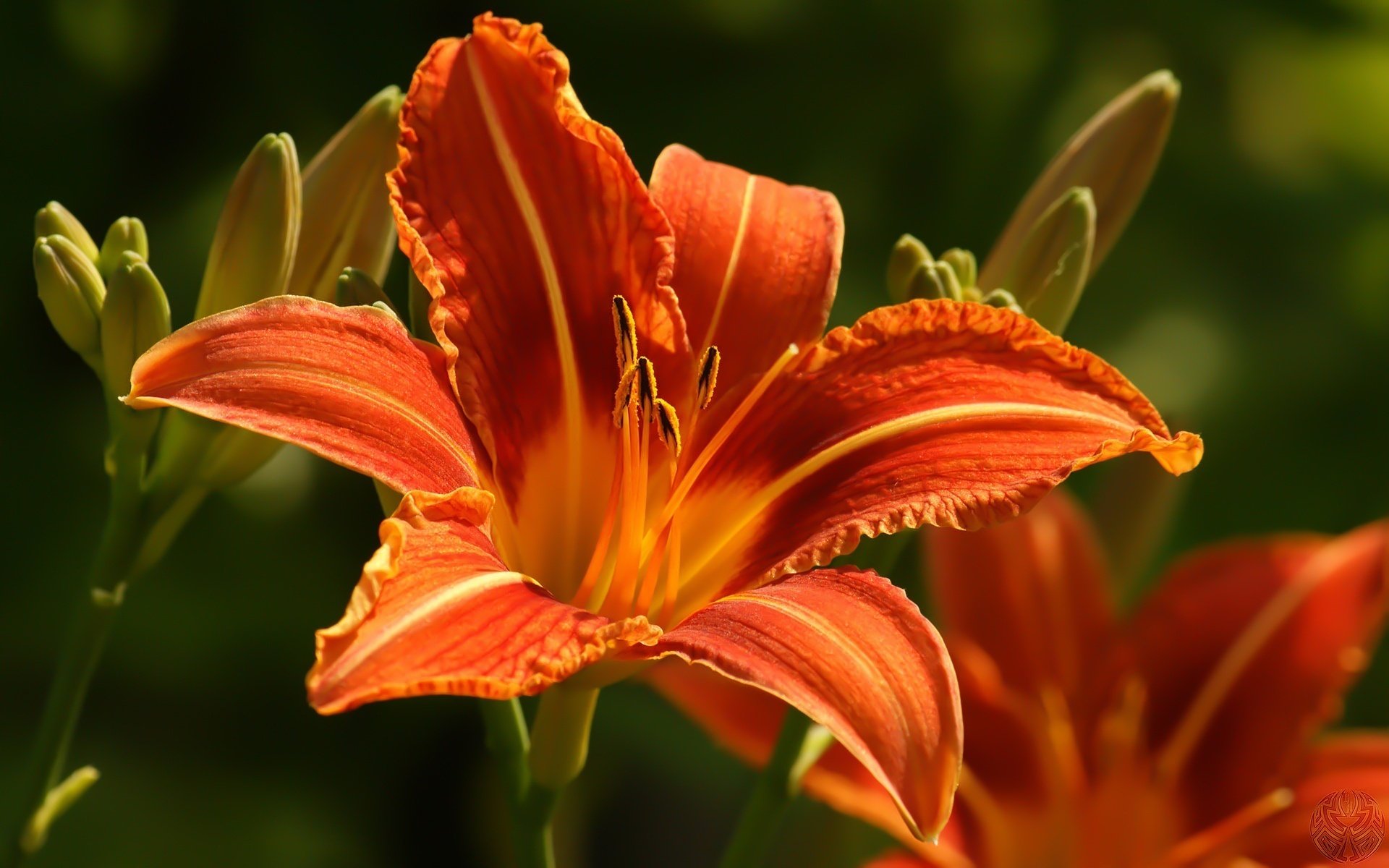 enfants soleil orange saturée fleurs beauté gros plan