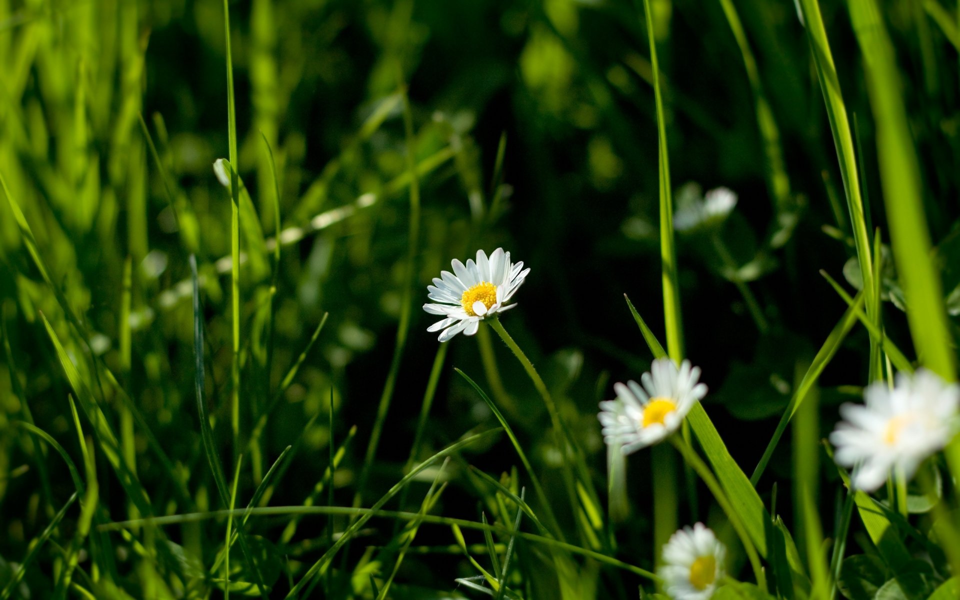 feldkamillen blumen lichtung grünes gras makro