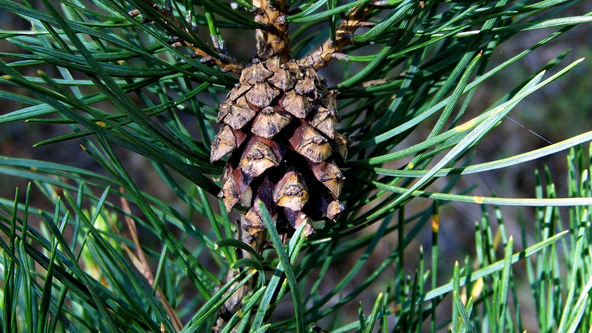 aiguilles vertes longues petite pomme de pin pin forêt gros plan pomme de pin aiguilles aiguilles