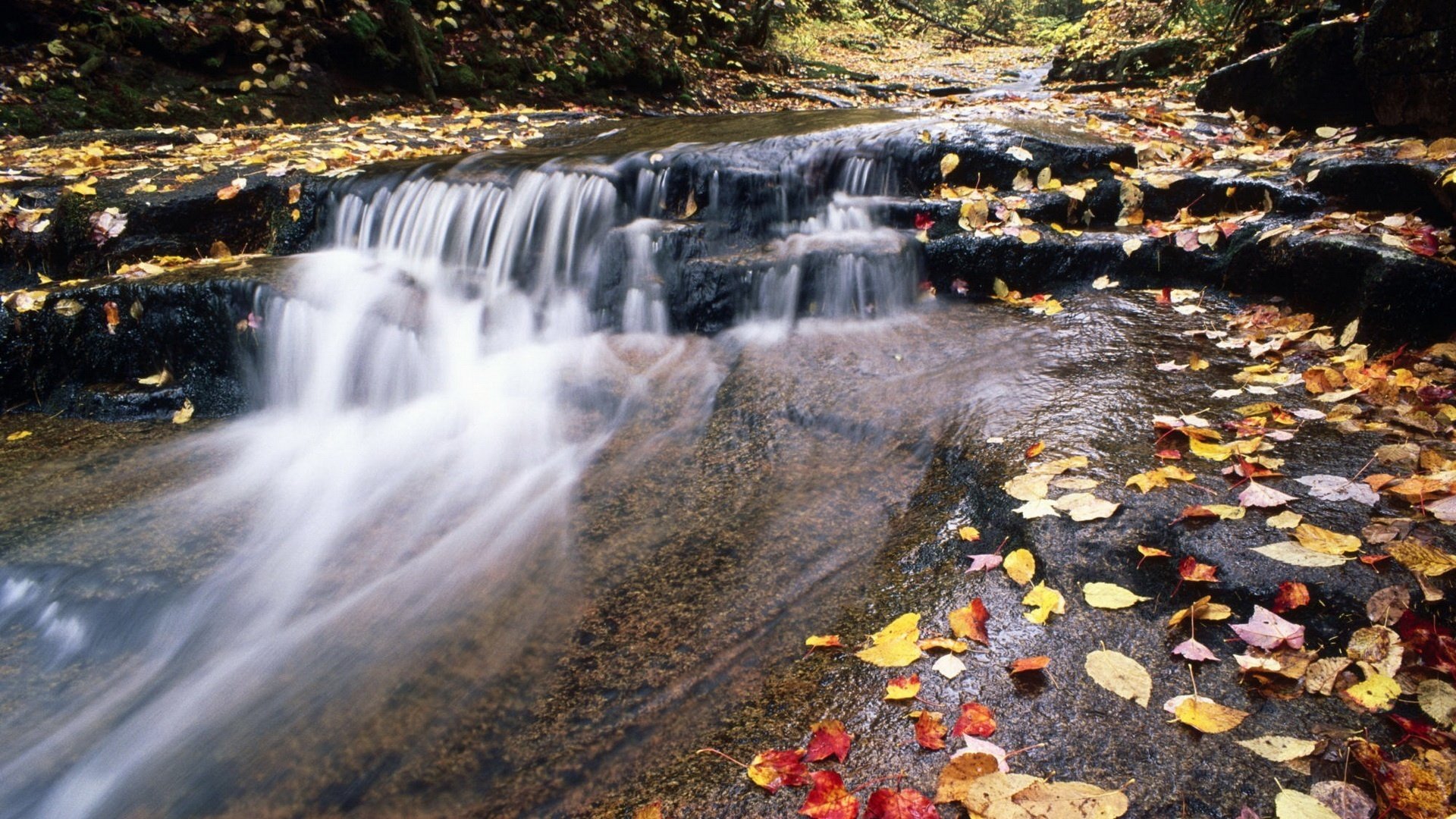 ruscello di montagna fogliame autunno ruscello fiume corrente cascata foglie natura acqua