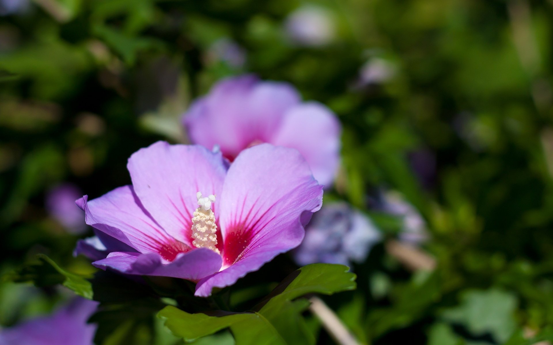 wilde blumen blumen lila gras makro