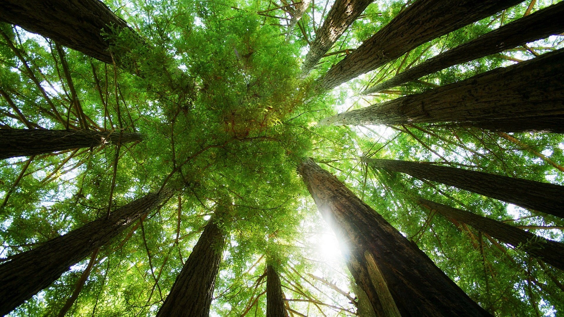 troncs élevés feuilles vertes hauteur verdure forêt