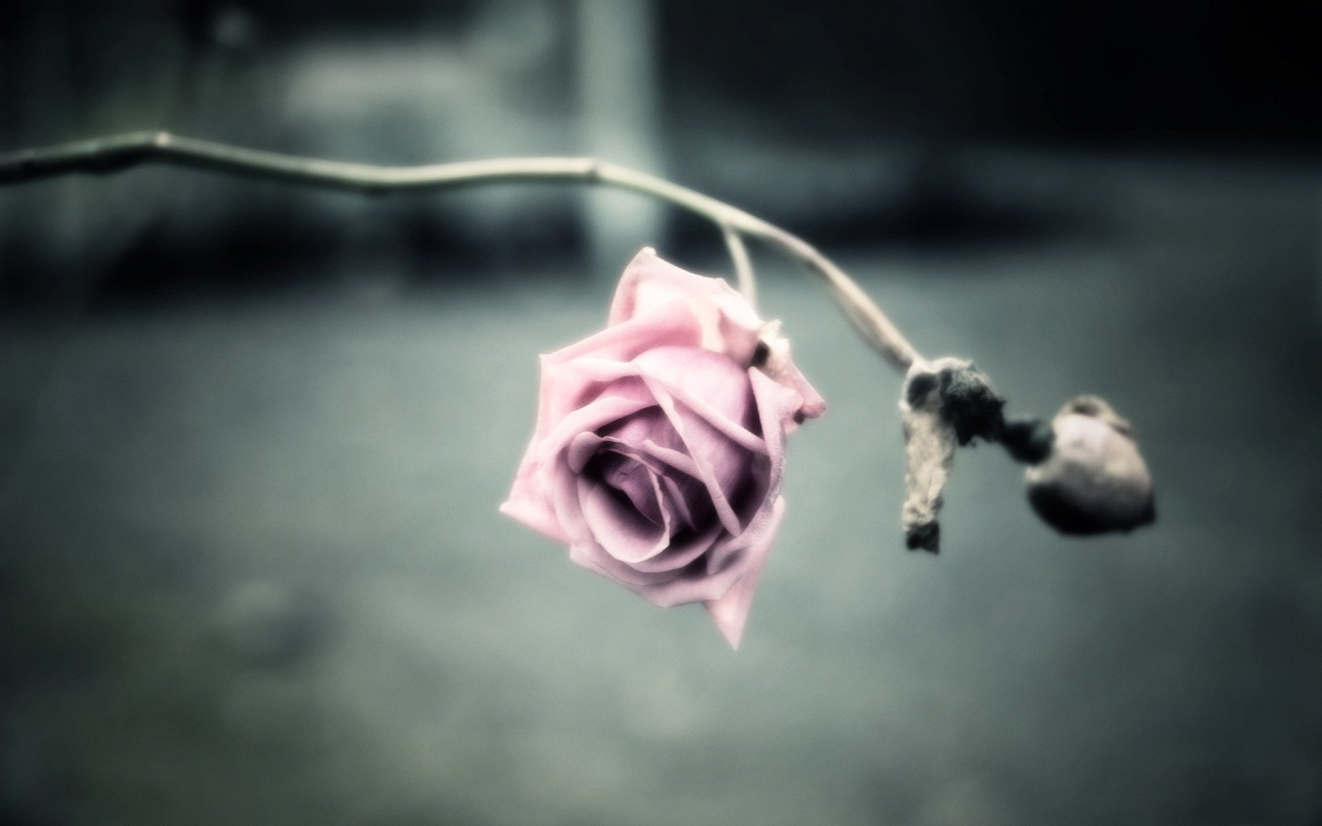 dry branch flowers mediocrity pink flower macro rose