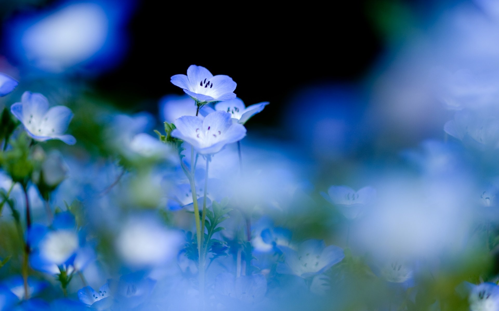 tonalità blu fiori fiori delicati radura macro