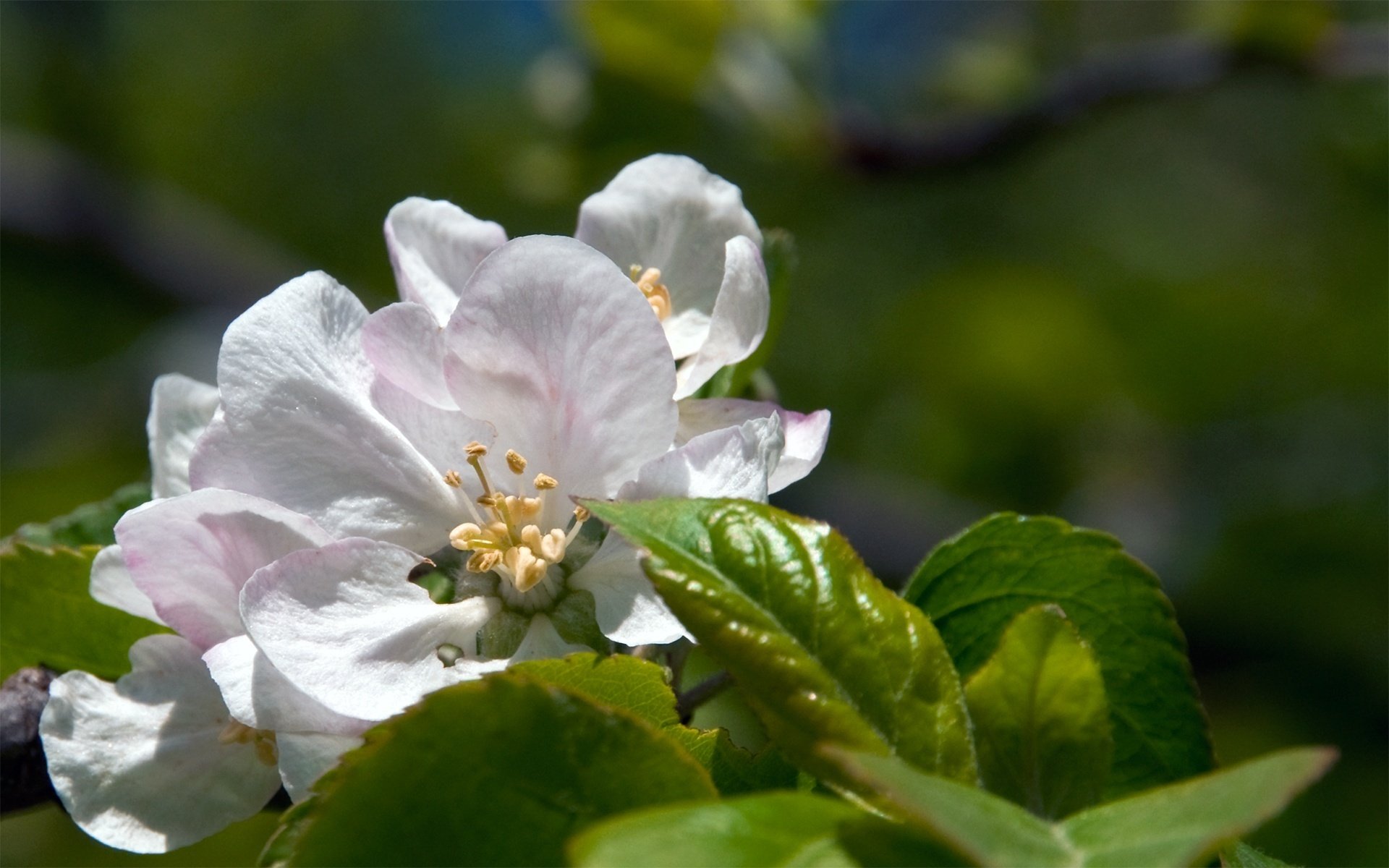 apfelblüten blumen weiße blüten grüne blätter makro