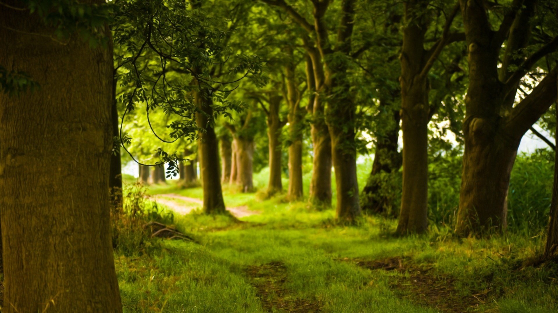 vieux arbres parc herbe verte verdure forêt fourrés sentier été soleil nature paysage buissons herbe