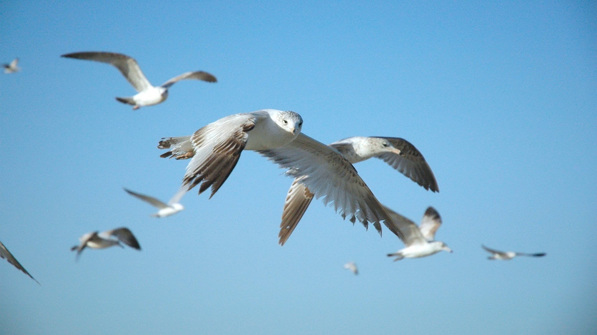 bellissimo volo cielo uccelli animali