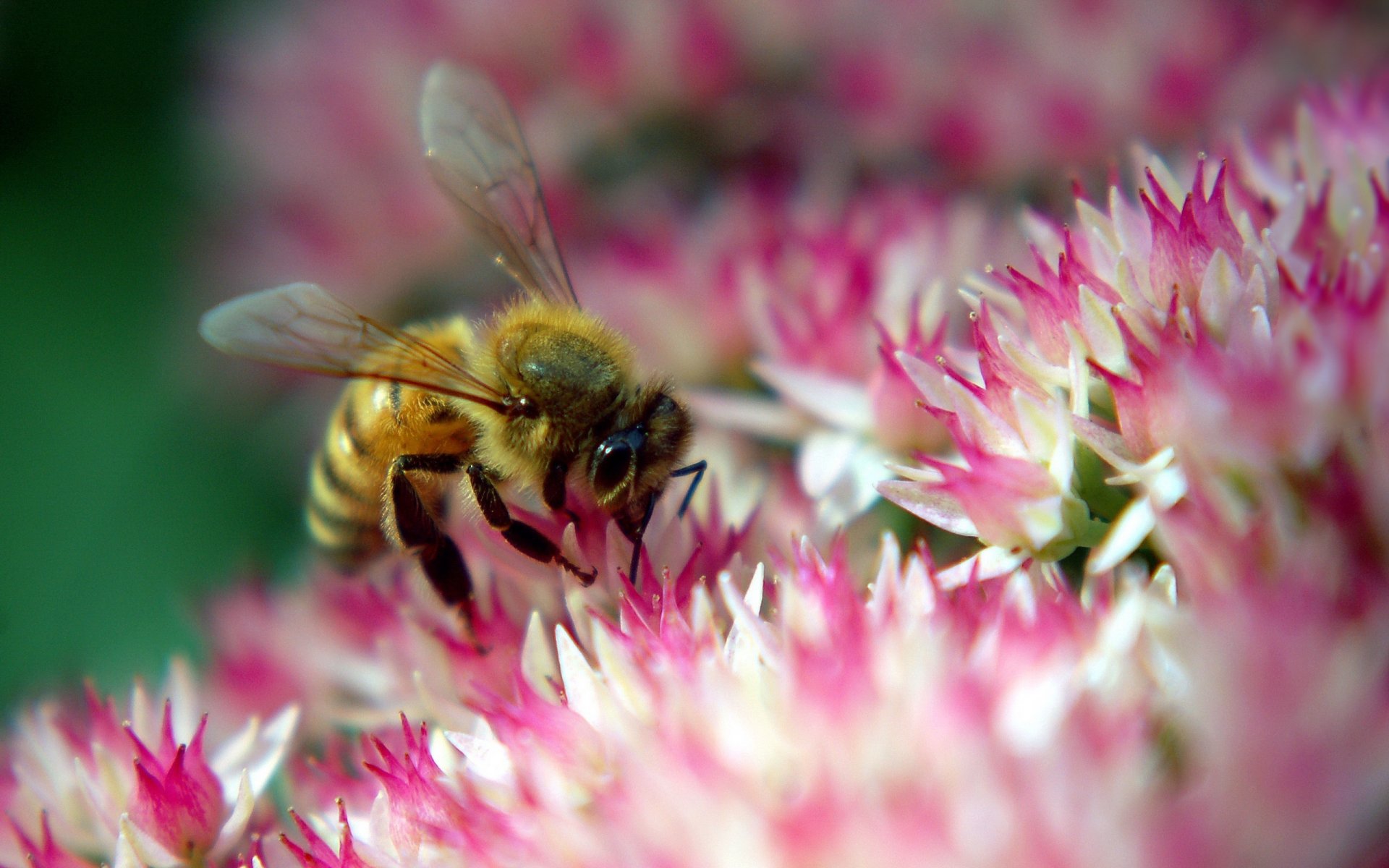 ocupado en un negocio importante flores claro de flores insecto animales