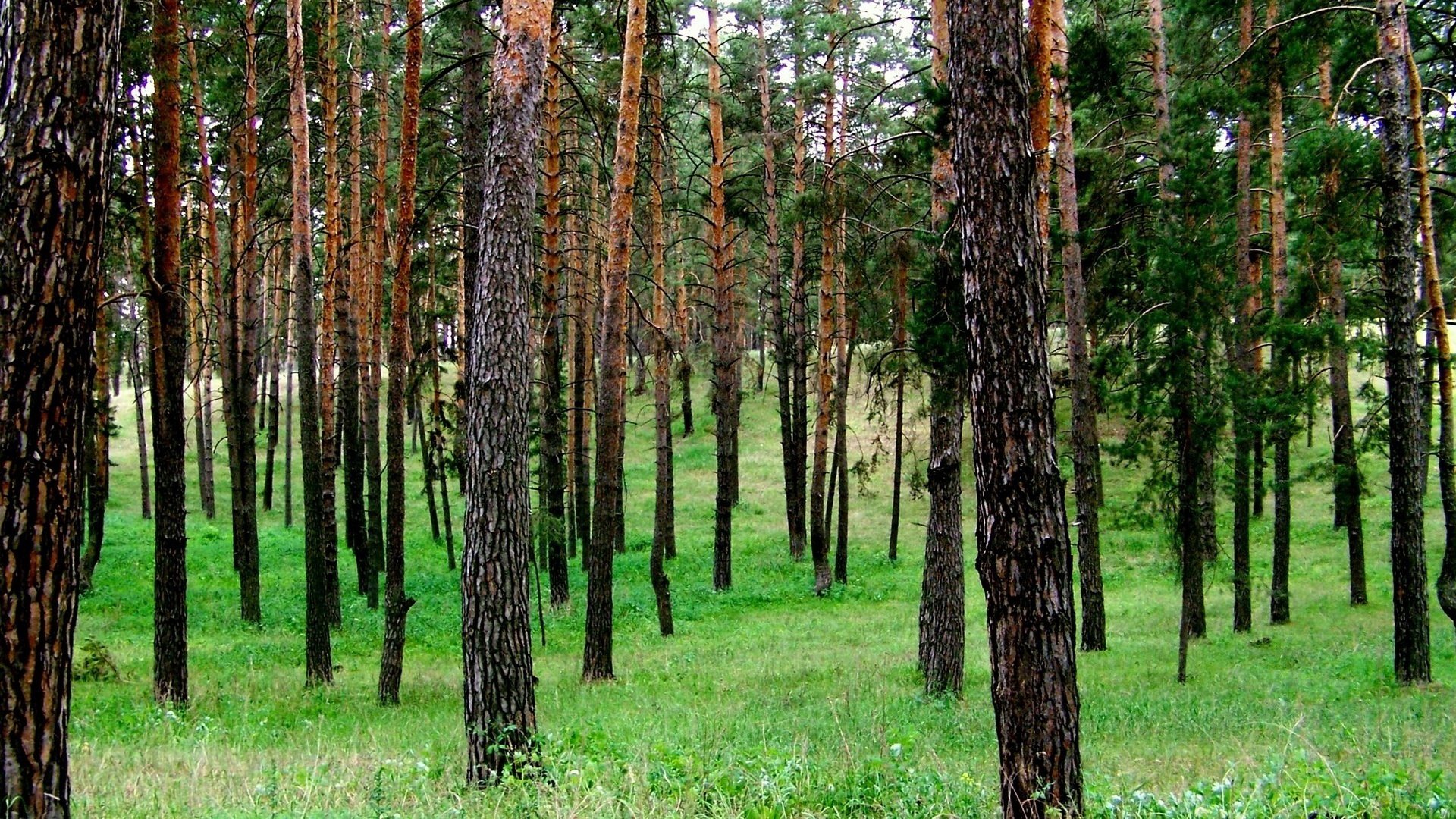 ummer pine birch grove green grass forest trunks bark landscape