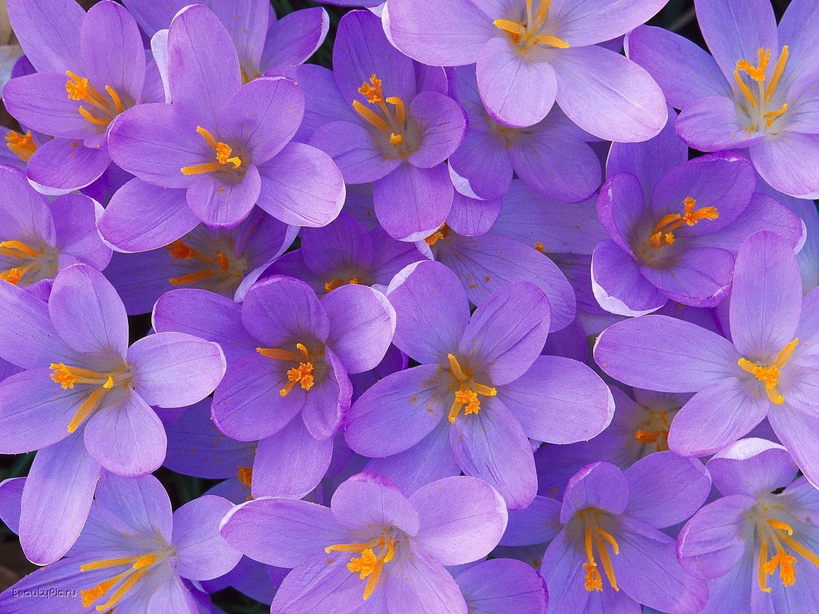 pistilli arancioni fiori bucaneve creature viola macro