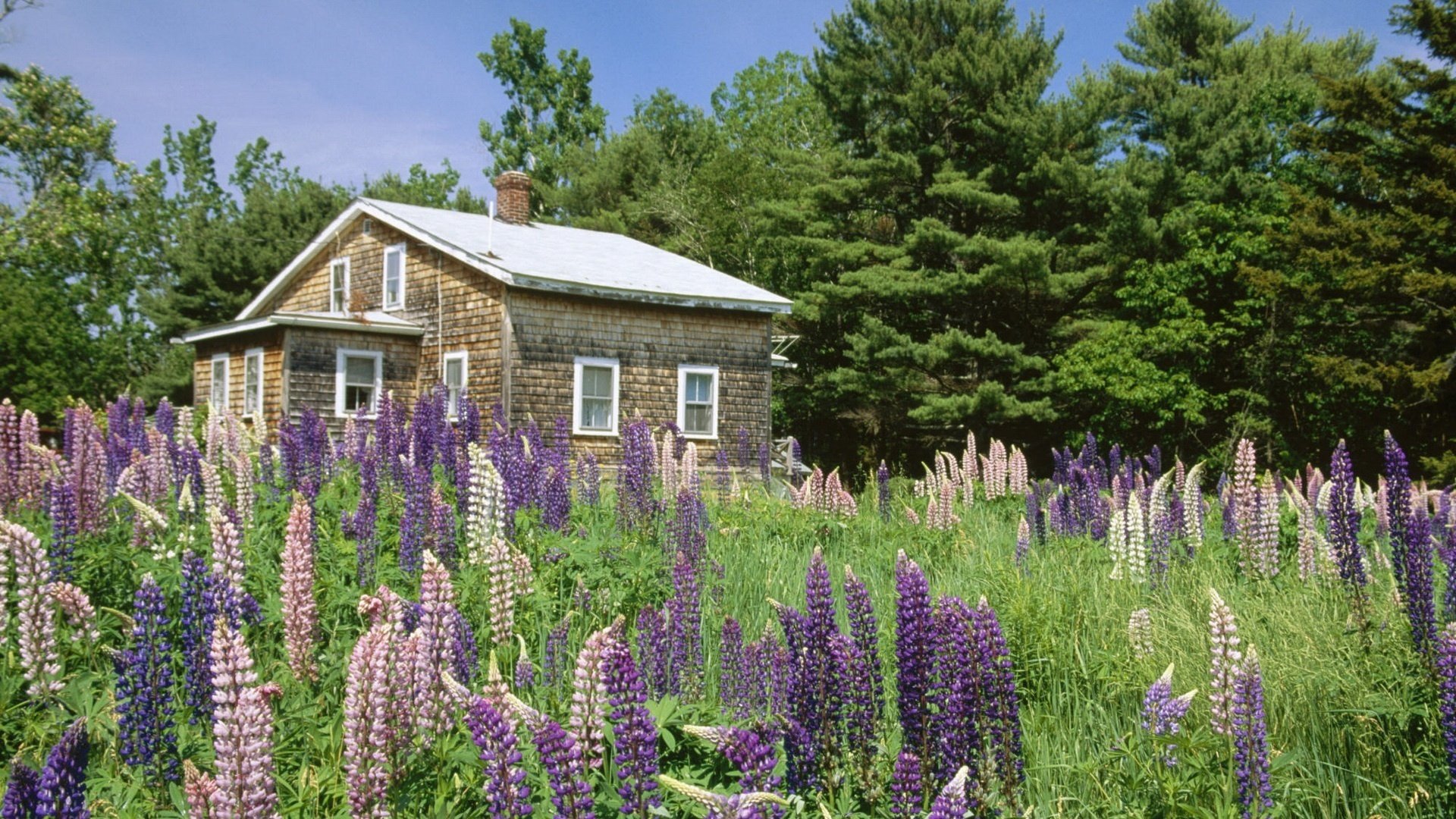 brick house flowers purple flowers ate home forest