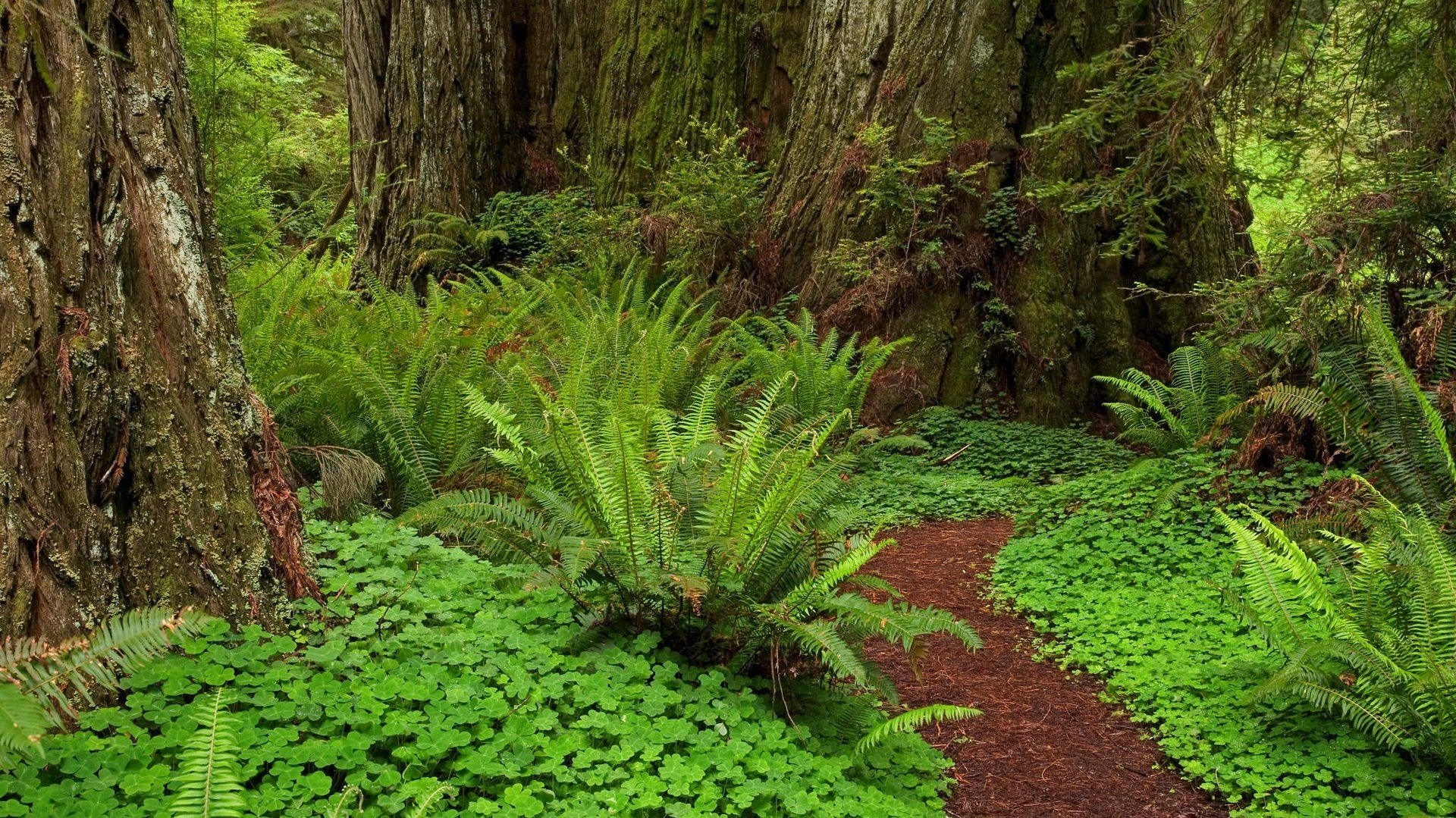 waldweg farn baumstämme wald grün blätter nadeln rinde dickicht dschungel vegetation natur sommer baum