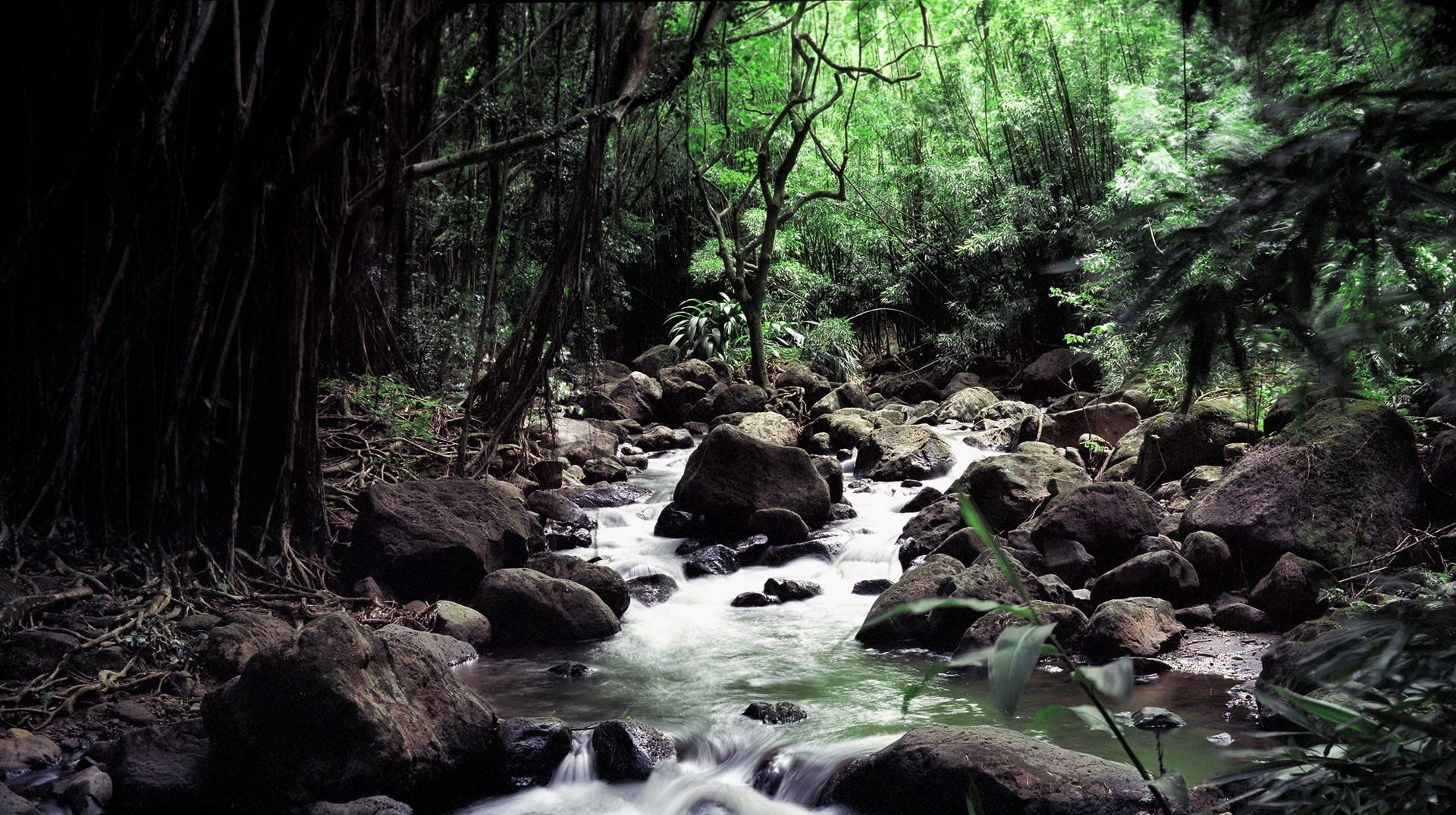 tief im wald große steine auf dem weg bach wasser wald