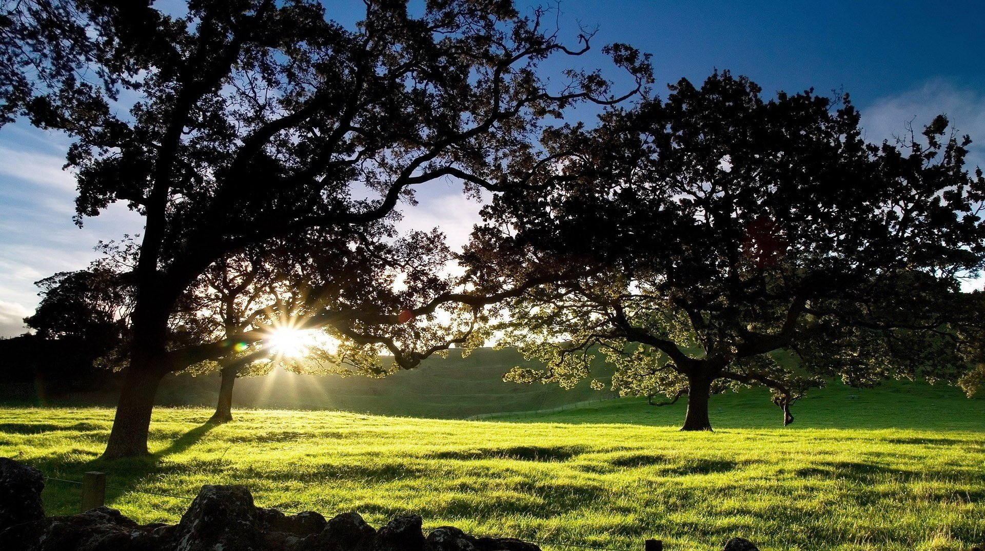 raggi luminosi alberi verdi erba alba sole raggi verde campo prato natura alberi