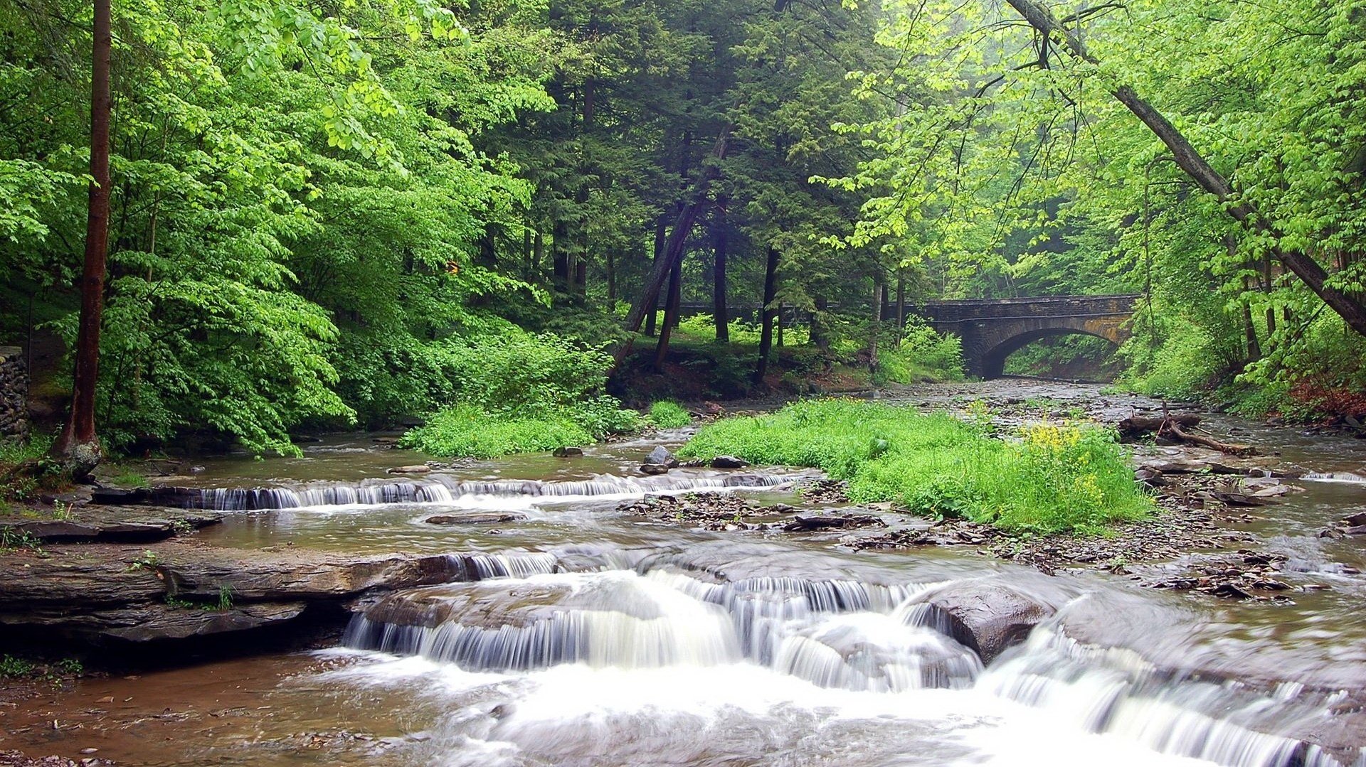 forest water the fast stream stone bridge river forest stream thickets trees summer nature grass the bushes day