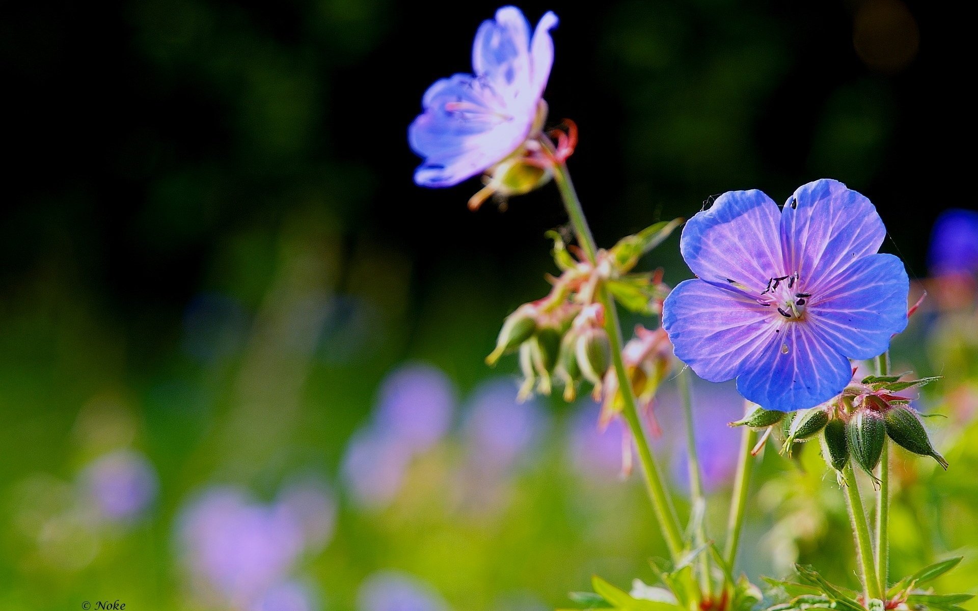 fleurs fleurs sauvages création bleue brindilles fines gros plan