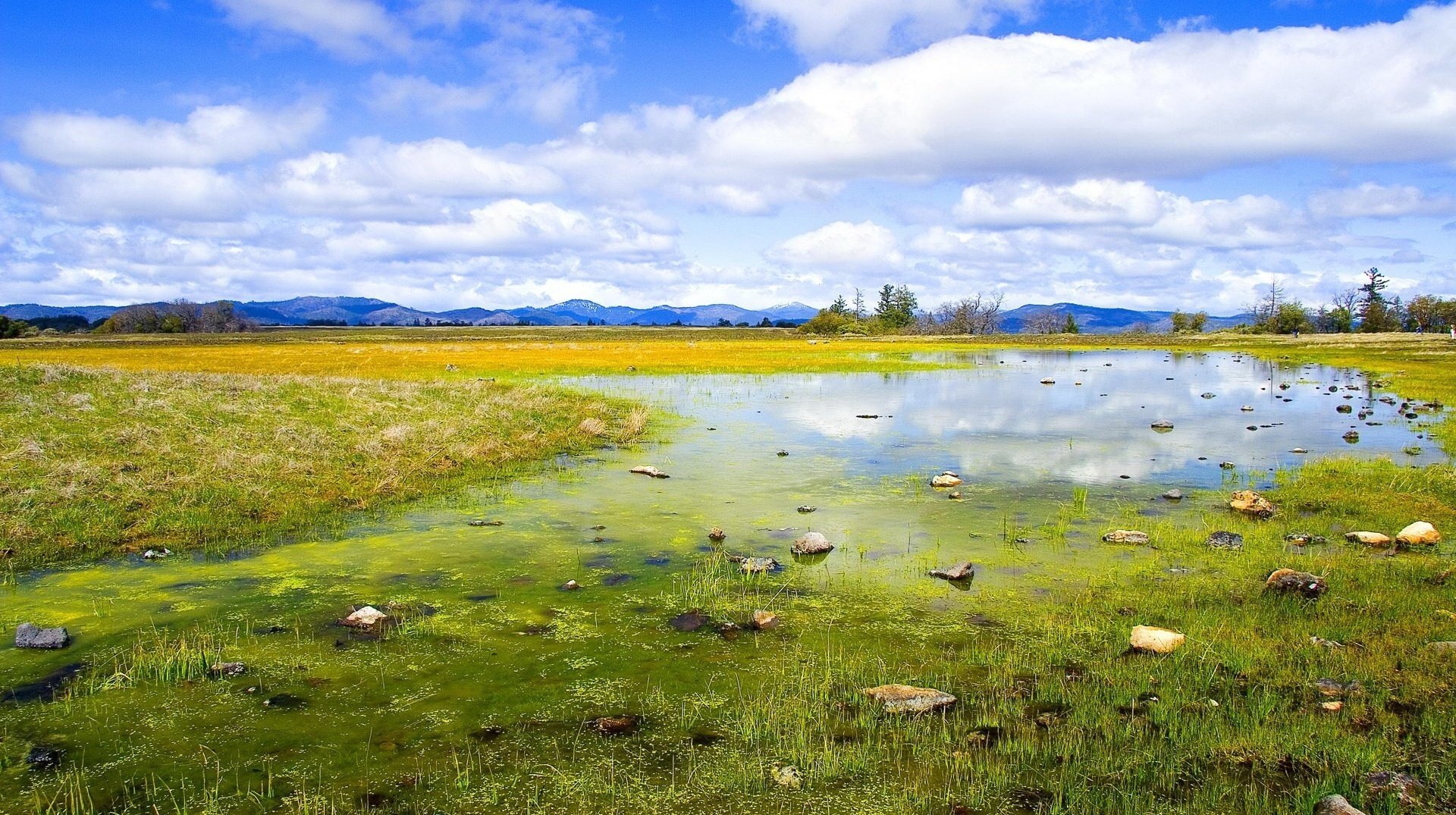 tappeto verde chiaro palude nuvole cielo acqua