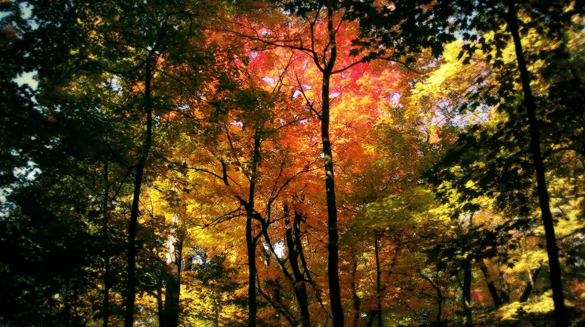 troncos de árboles follaje de otoño otoño bosque ramas