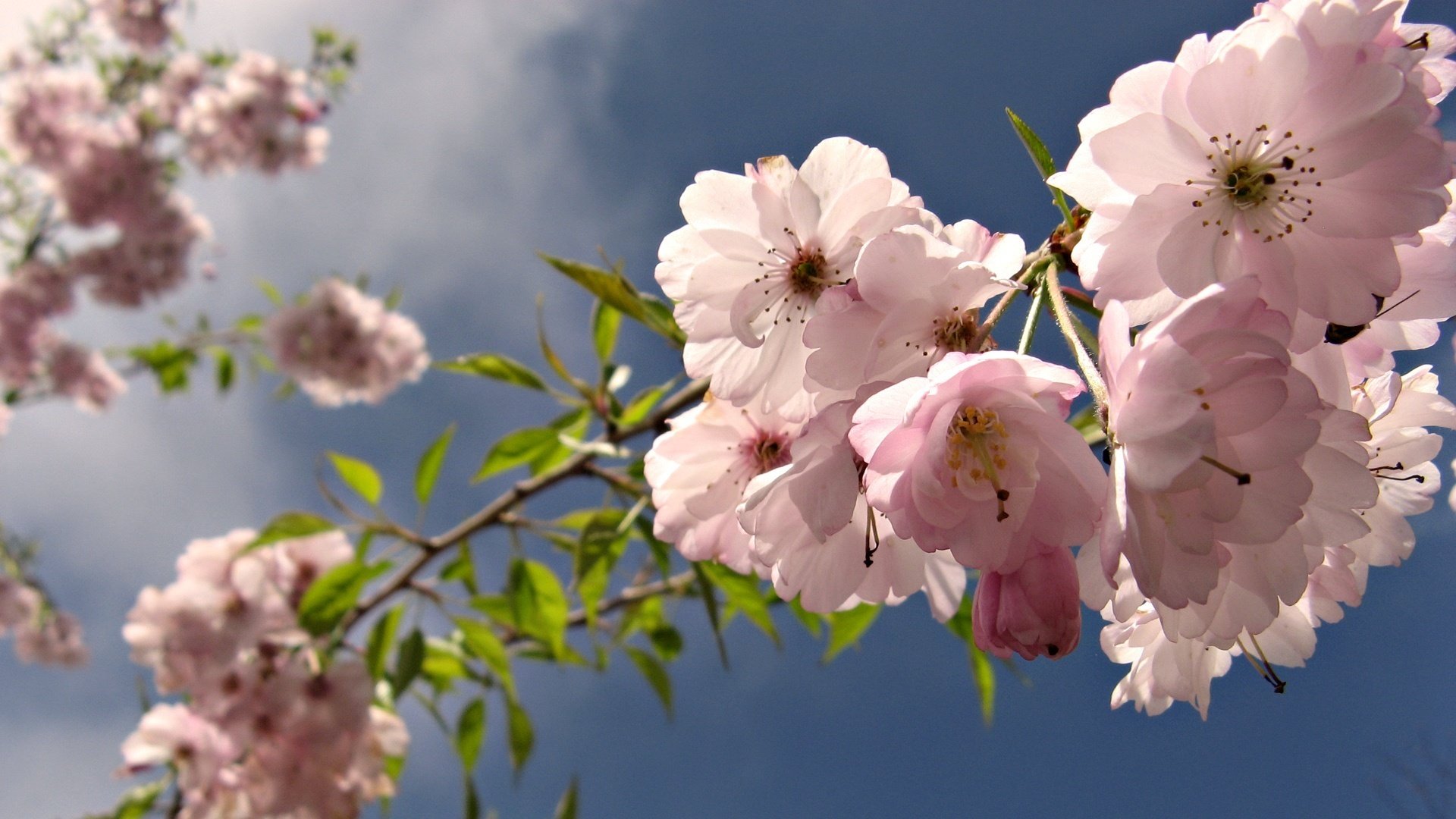 flowers flowering tree delicate flowers bright colors macro