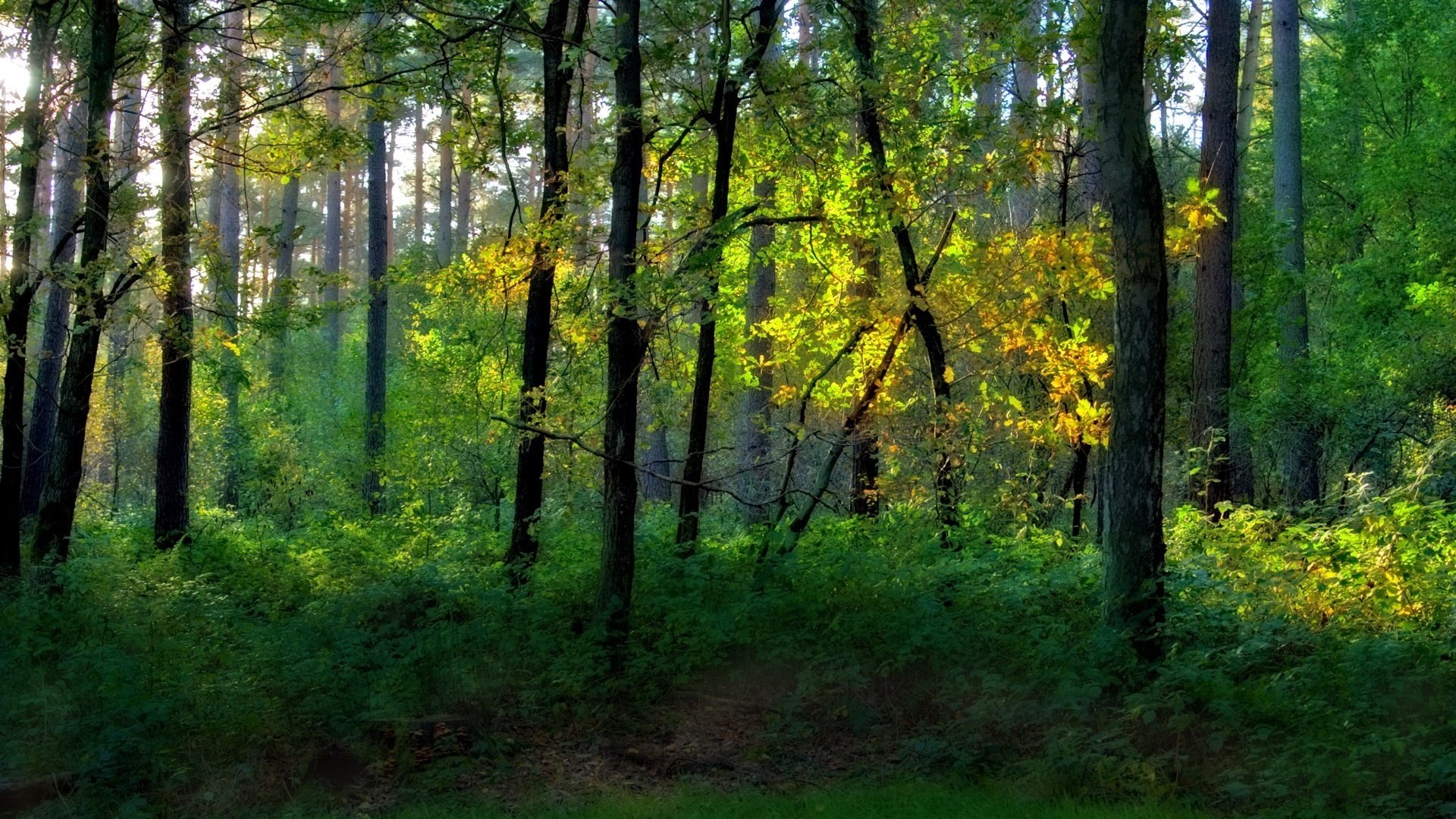 aria fresca parco verde foresta alberi cespugli boschetti estate