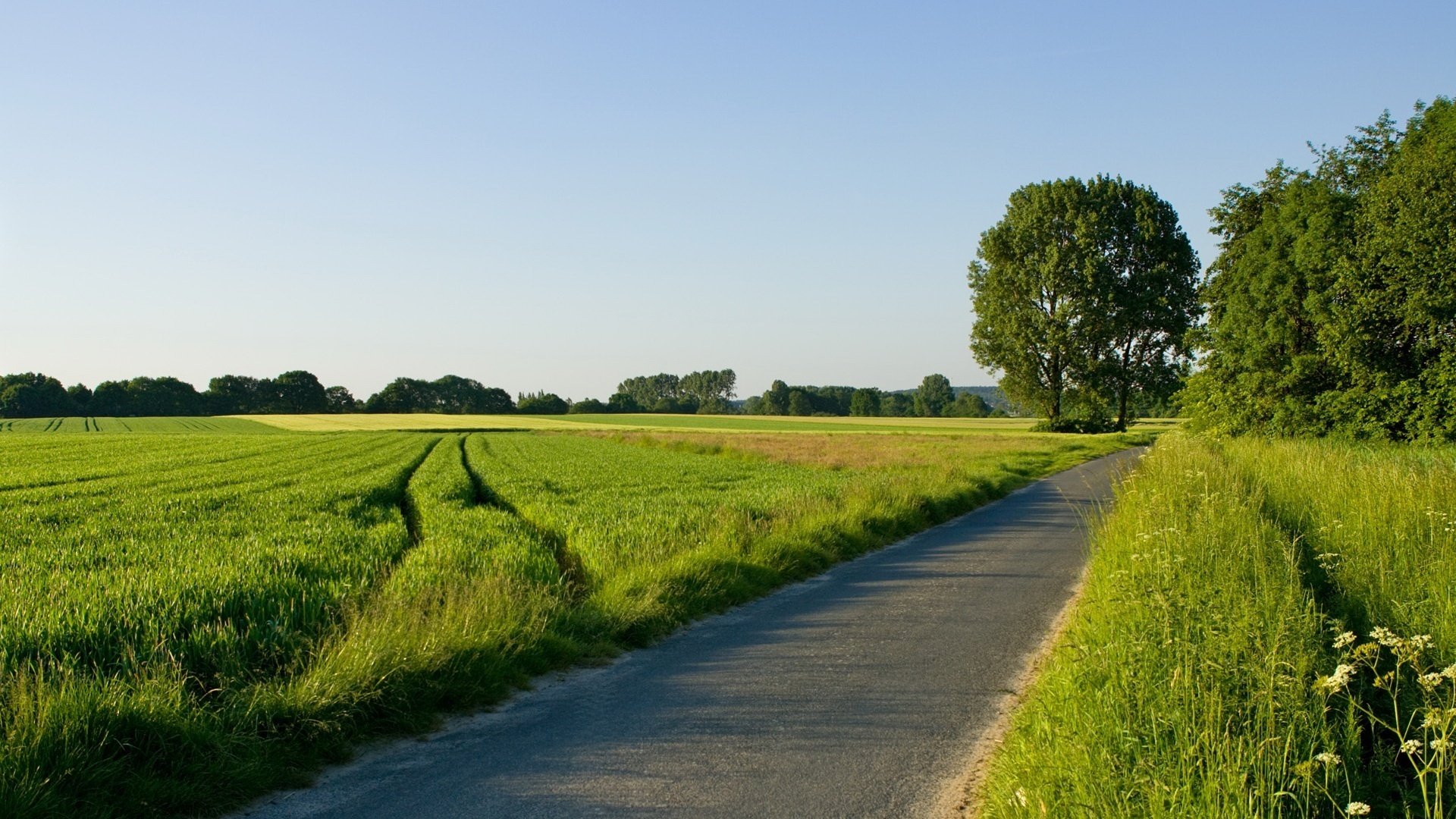 sonniger tag hohes gras gehweg grün