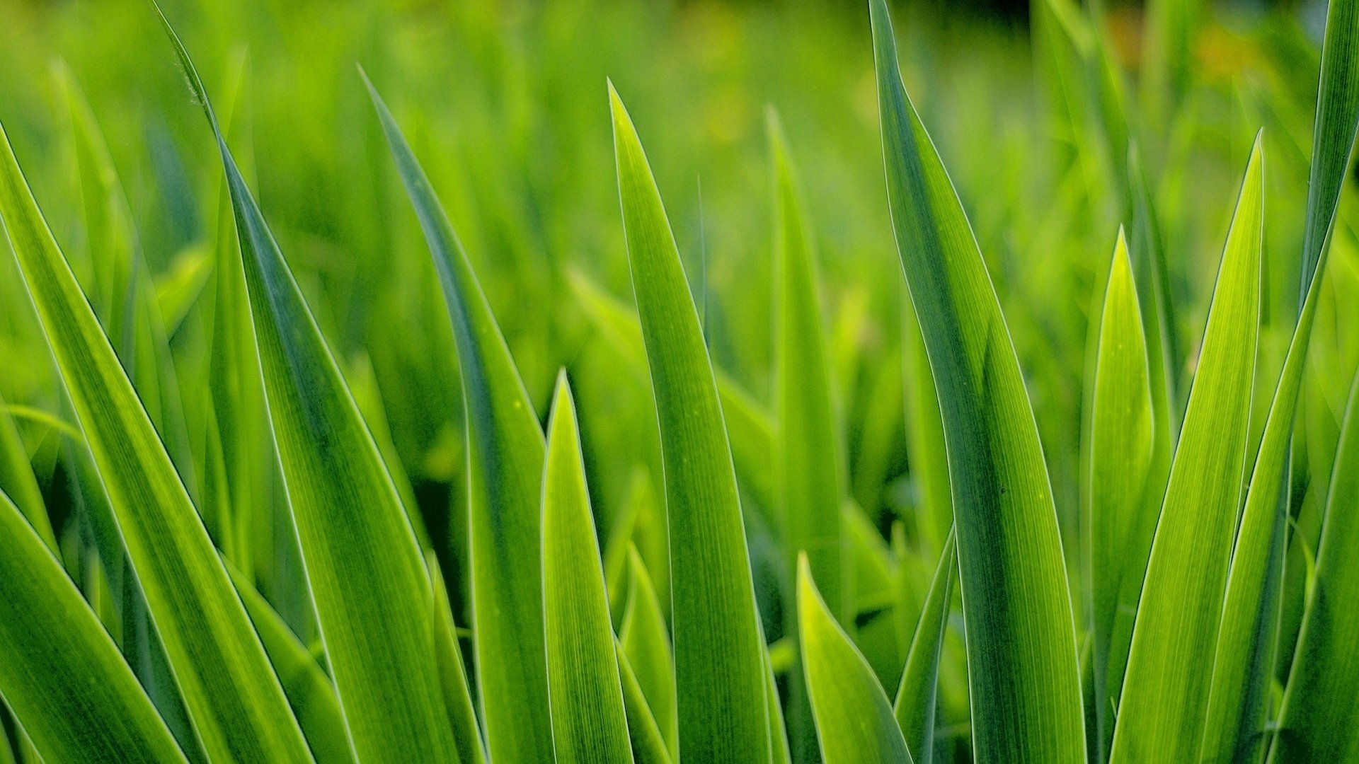 nous nous tournons vers le soleil l herbe les verts