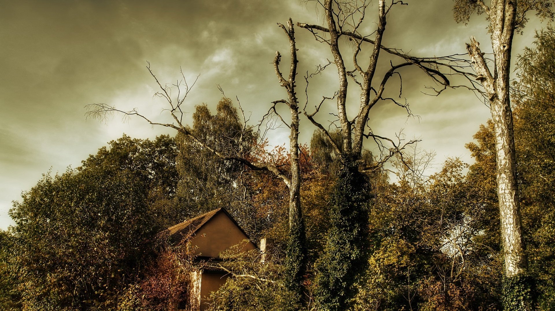 casa nella foresta alberi secchi temporale foresta