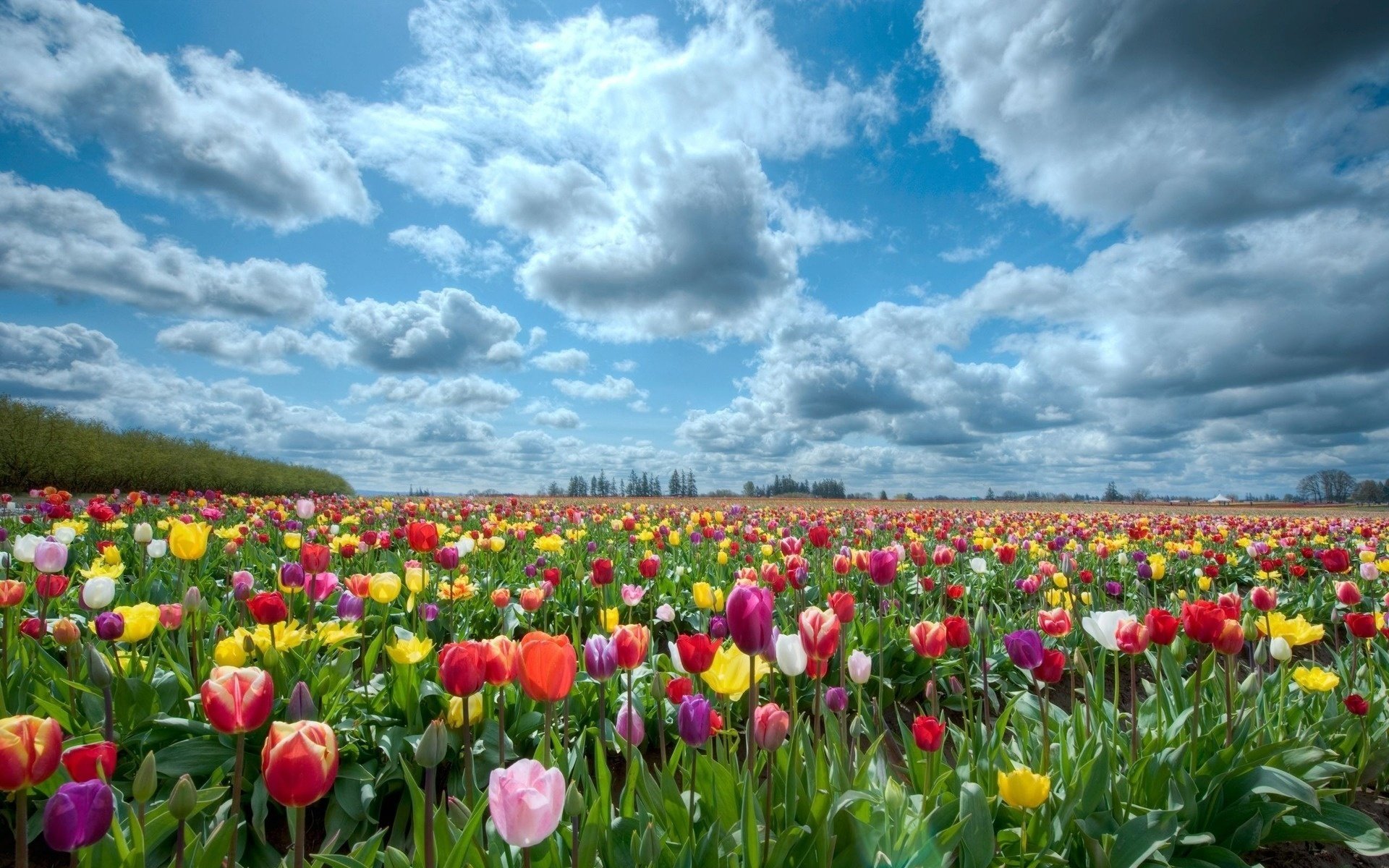 flowers field of flowers multi-colored tulips clouds the sky landscape nature tulips spring symbol field