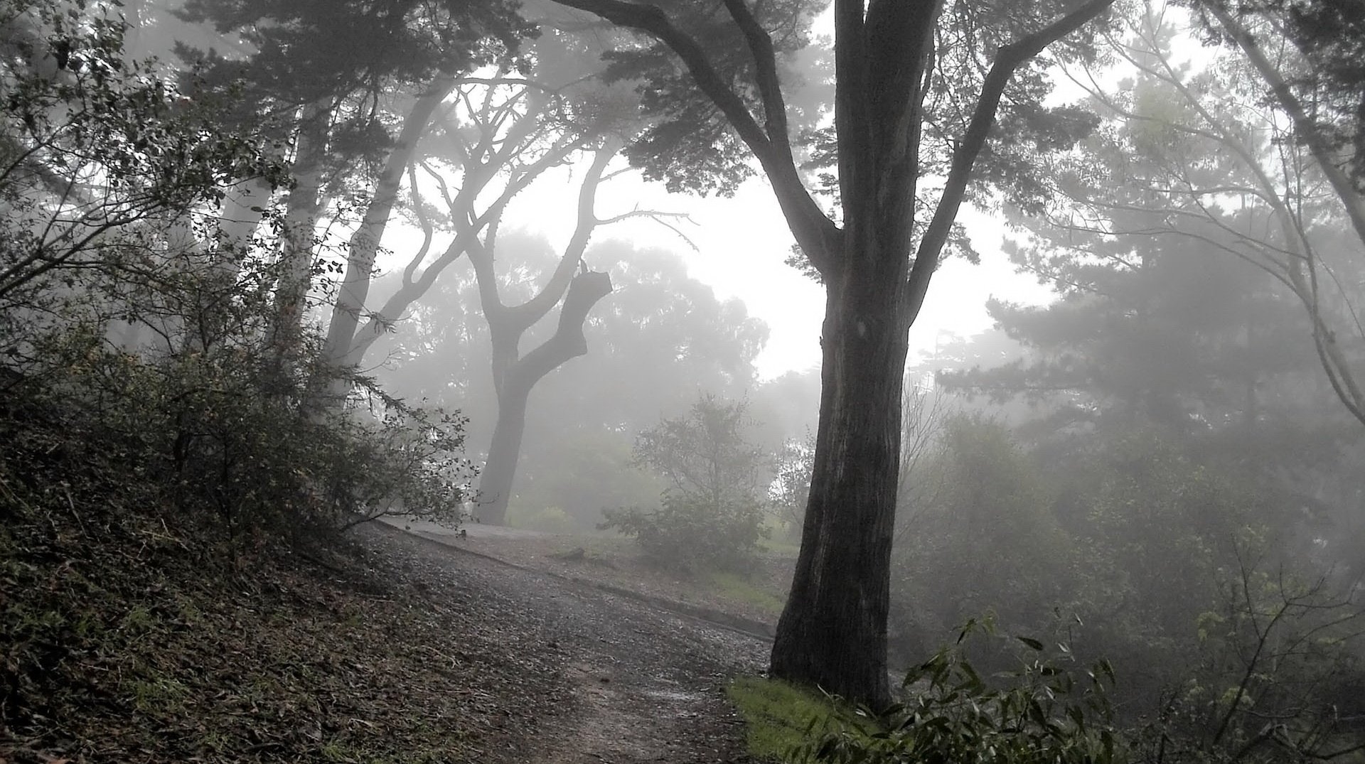 fog covert leaves forest